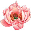 AN-10001pinkflower