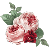 AN-10002redpinkroses