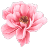 AN-10003pinkpetalsflower