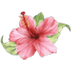 AN-10004pinkdryflower