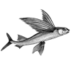 AS-10003wingfish