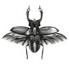 AS-10008vintageinsect