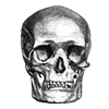 AQ-10014drawingskull
