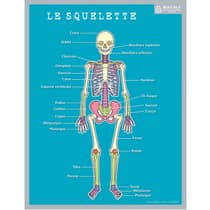 bomemorvcorps-fiche-memo-souple-corps-humain-20,5-x-26,5-cm