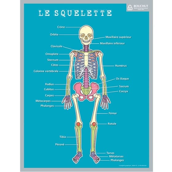 bomemorvcorps-fiche-memo-souple-corps-humain-20,5-x-26,5-cm