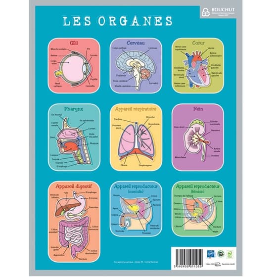 bomemorvcorps-fiche-memo-souple-corps-humain-20,5-x-26,5-cm-1