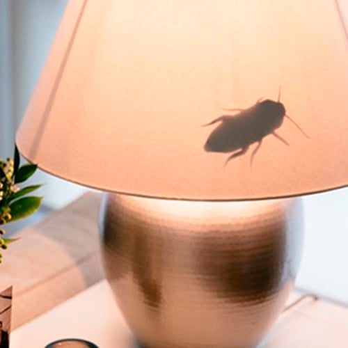Motif-blatte-lampe-de-chevet-blague
