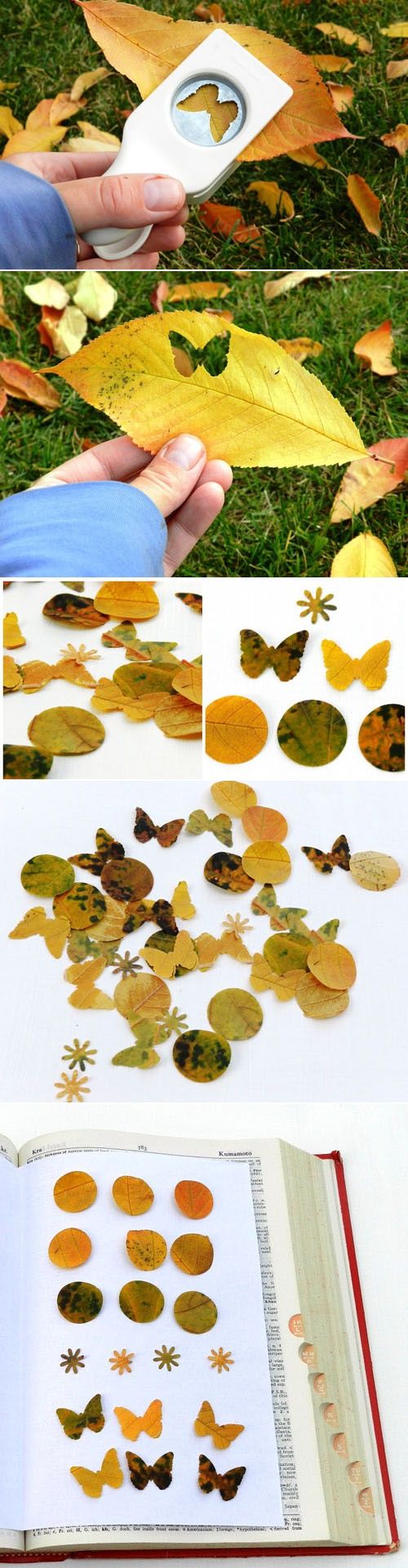 papillons-feuilles