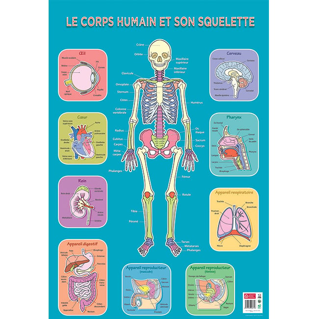 Poster pédagogique Squelette Humain BOUCHUT 52 x 76 cm Chez — free download